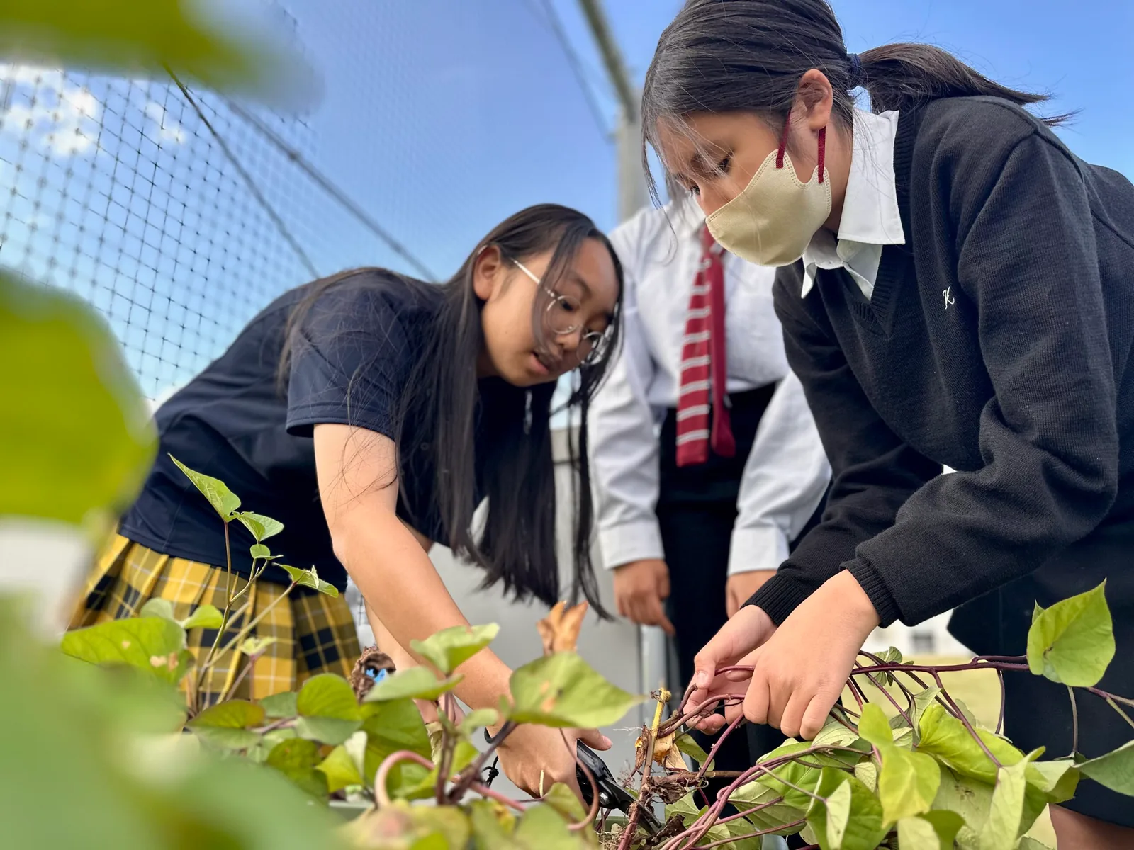 開智所沢中等教育学校の園芸クラブの生徒が、つるが伸びた畑でさつまいもらしき作物を収穫している